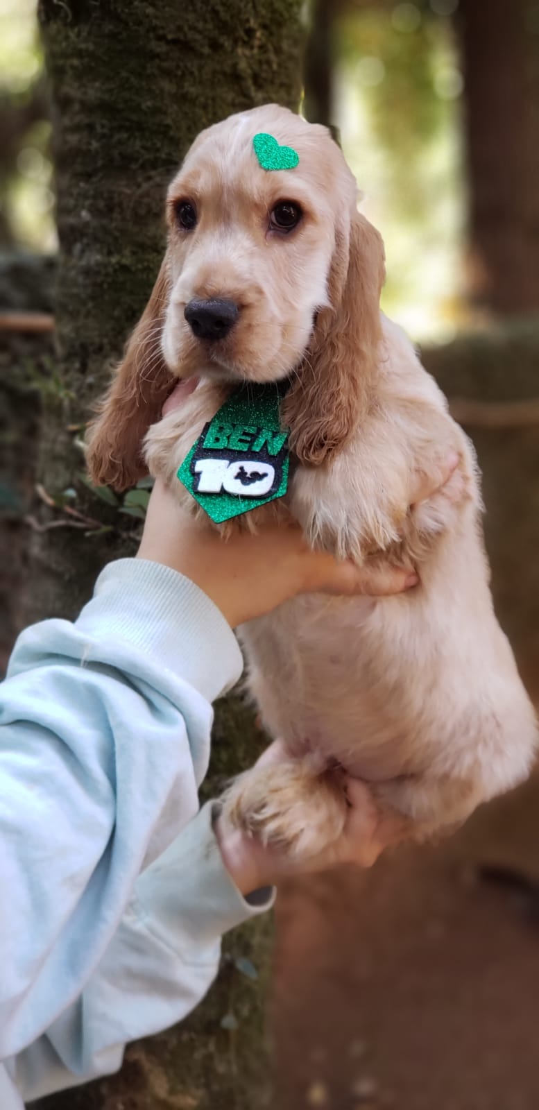 Filhote de Cocker Spaniel Inglês Melhor Preço Espírito Santo - Filhote de  Cocker Spaniel Inglês Dourado - Encrenquinhas